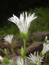 ミヤマミミナグサ。 長野県八ヶ岳にて