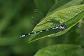 Weibchen leicht rötlich blaue Farbvariante