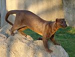 5. Fossa.