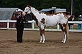 Cheval tovero, avec des traits phénotypiques d'overo et de balzan.