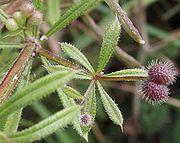 Galium aparine, closeup with leaves and fruit, from Cologne, Germany