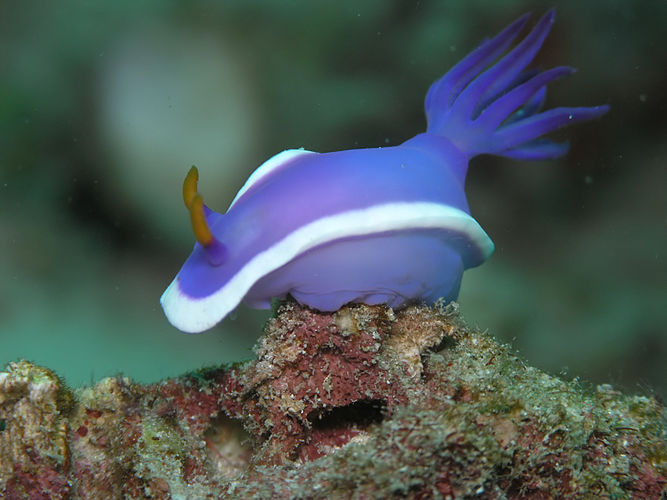 Голожаберный моллюск Hypselodoris cf. bullocki близ малайзийского побережья Калимантана