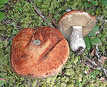 Leccinum pondrosum