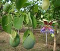 Passiflora maliformis