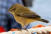 A chiffchaff