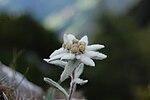 Edelweiss, Juliska alperna, Slovenien.