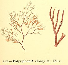 Illustration of "Polysiphonia elongella"