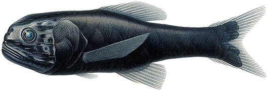 Scopelogadus mizolepis (Stephanoberyciformes)