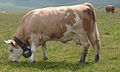 A Simmentaler Fleckvieh cow wearing a 'trychel' cowbell