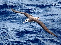 Albatros de Tristan da Cunha, endémique des îles Tristan et Gough.