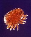 akarian : Varroa