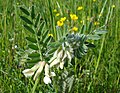 Laubblätter und Blütenstand von Vicia pannonica