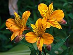 Anexo:Especies de Alstroemeria