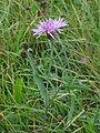 Centaurea jacea