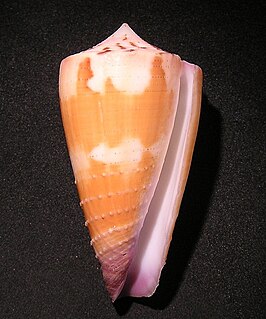 Conus circumactus