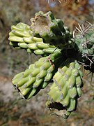 Cholla