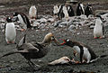 Pinguin Gentoo confruntându-se cu un petrel gigant