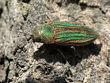 Golden Buprestid (14881767118).jpg