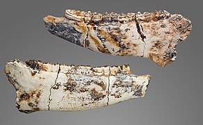 Hippotherium gracile Mandibule - Pikermi fouilles de 1854 MHNT.