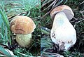 Tylopilus felleus