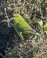 ニュージーランドの メキシコアカボウシインコ