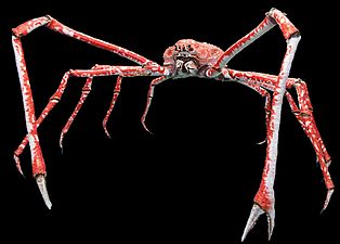 The Japanese spider crab has the longest leg span of any arthropod, reaching 5.5 metres (18 ft) from claw to claw.[288]