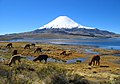 Parinacota