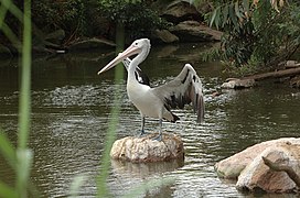 Australian pelican