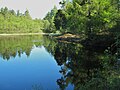 Penninghame Pond in Cruives Wood.