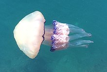 Bild Wurzelmundqualle im Hafen von Triest 2017