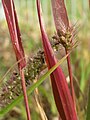 Setaria viridis