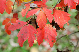 Feuilles de l'acer griseum en automne.