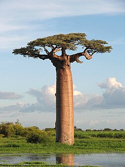 Baobab (Adansonia) à Madagascar.