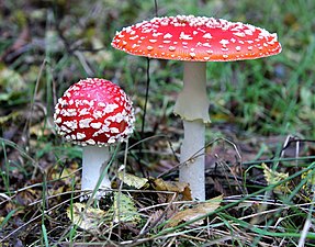 Amanitaceae Amanita muscaria amanit lazh-kelien