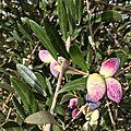 Barnea at veraison