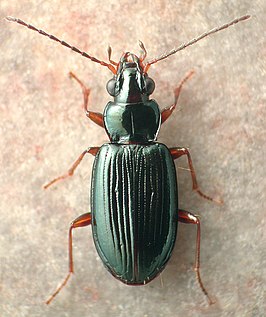 Bembidion planum