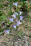 Rapunzel-Glockenblume (Campanula rapunculus)