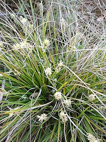 Carex halleriana (Cyperaceae)