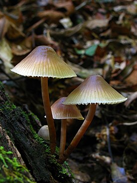 Poimuhiippo (Mycena galericulata)