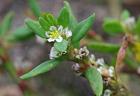 Polygonum arenastrum