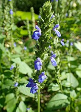 Endständiger Scheinquirl der Salvia hispanica mit blauen und weißen Blüten