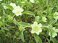 Scabiosa prolifera