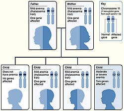وراثيات الثلاسيميا بيتا