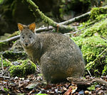 Pademelon de Tasmania