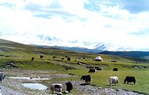 Yaks pastando, Sinkiang, China