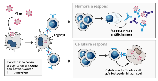 Het verworven immuunsysteem wordt geactiveerd door fagocyten, veelal dendritische cellen.[31] Nadat een dendritische cel een pathogeen heeft gefagocyteerd, migreert deze naar een lymfeklier om daar fragmentjes van de pathogeen (de antigenen) aan T-lymfocyten te presenteren. De geactiveerde T-cellen delen zich snel. Een deel gaat naar de infectiehaard om deze te bestrijden. Andere T-cellen stimuleren B-cellen om antilichamen te produceren.