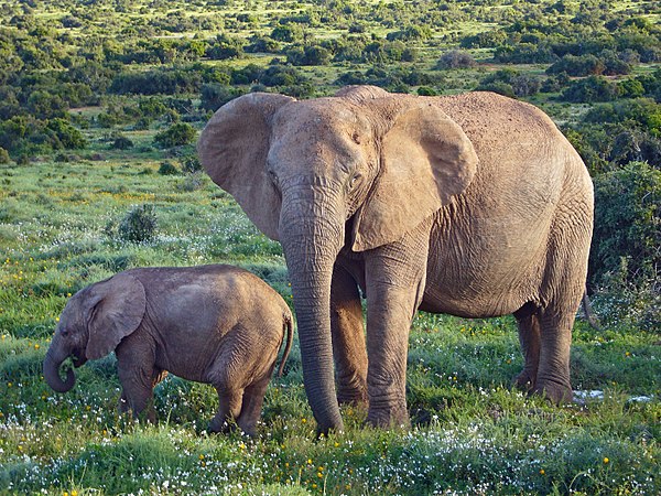 elephants