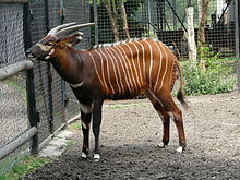 Bongo Tragelaphus eurycerus.JPG