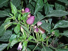 Variété conoides de Capsicum frutescens