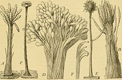 Coremium van: A Arthrosporium albicans, B Atractium flammeum, C Graphium stilboideum, D Graphium eumorphum (bovenste deel van coremium), E Sporocybe byssoides, F Conidiëndragende hyfen van Sporocybe byssoides (sterk vergroot).